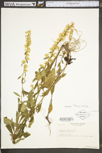 Solidago erecta image