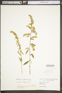 Solidago erecta image