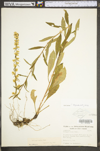 Solidago erecta image