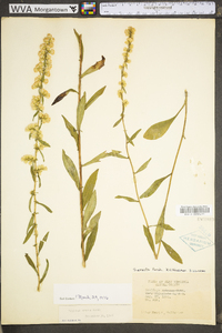 Solidago erecta image