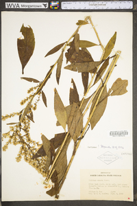 Solidago erecta image