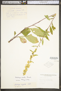 Solidago erecta image