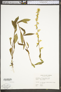 Solidago erecta image