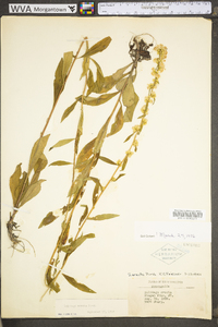 Solidago erecta image