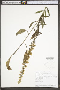 Solidago hispida image