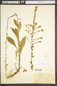 Solidago hispida var. hispida image