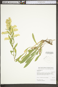 Solidago nemoralis var. nemoralis image