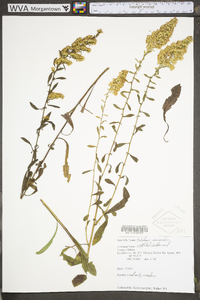 Solidago nemoralis var. nemoralis image