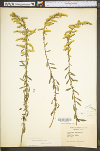 Solidago nemoralis var. nemoralis image