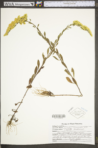 Solidago nemoralis var. nemoralis image