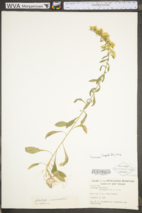 Solidago nemoralis var. nemoralis image