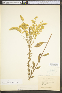 Solidago nemoralis var. nemoralis image