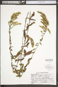 Solidago nemoralis var. nemoralis image