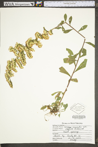 Solidago nemoralis var. nemoralis image