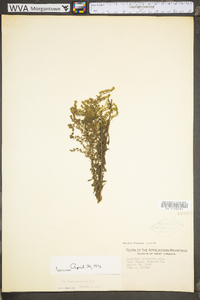 Solidago nemoralis var. nemoralis image