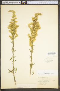 Solidago nemoralis var. nemoralis image