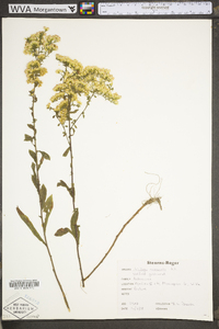 Solidago nemoralis var. nemoralis image