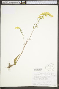 Solidago nemoralis var. nemoralis image