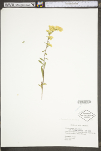 Solidago nemoralis var. nemoralis image