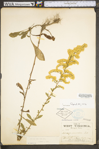 Solidago nemoralis var. nemoralis image