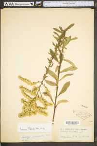 Solidago nemoralis var. nemoralis image