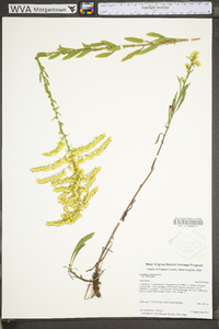 Solidago nemoralis var. nemoralis image