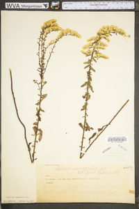 Solidago nemoralis var. nemoralis image