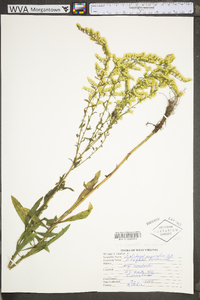 Solidago nemoralis var. nemoralis image