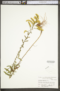 Solidago nemoralis var. nemoralis image