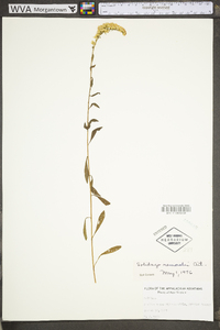 Solidago nemoralis var. nemoralis image