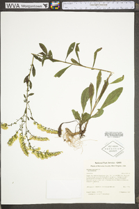 Solidago nemoralis var. nemoralis image