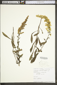 Solidago nemoralis var. nemoralis image