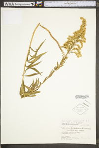 Solidago nemoralis var. nemoralis image