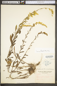 Solidago nemoralis var. nemoralis image