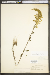 Solidago nemoralis var. nemoralis image