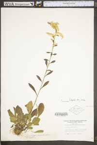 Solidago nemoralis var. nemoralis image