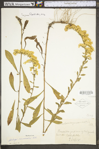 Solidago nemoralis var. nemoralis image