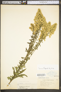 Solidago nemoralis var. nemoralis image