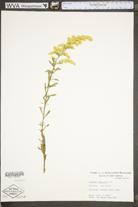 Solidago nemoralis var. nemoralis image