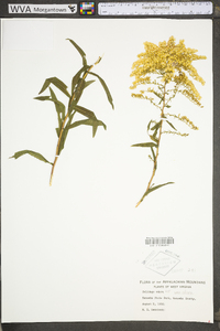 Solidago odora var. odora image