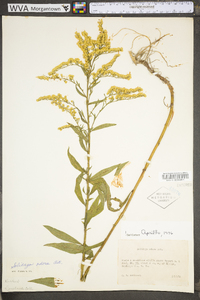 Solidago odora var. odora image