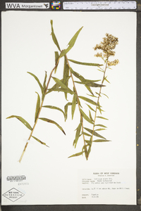 Solidago odora var. odora image