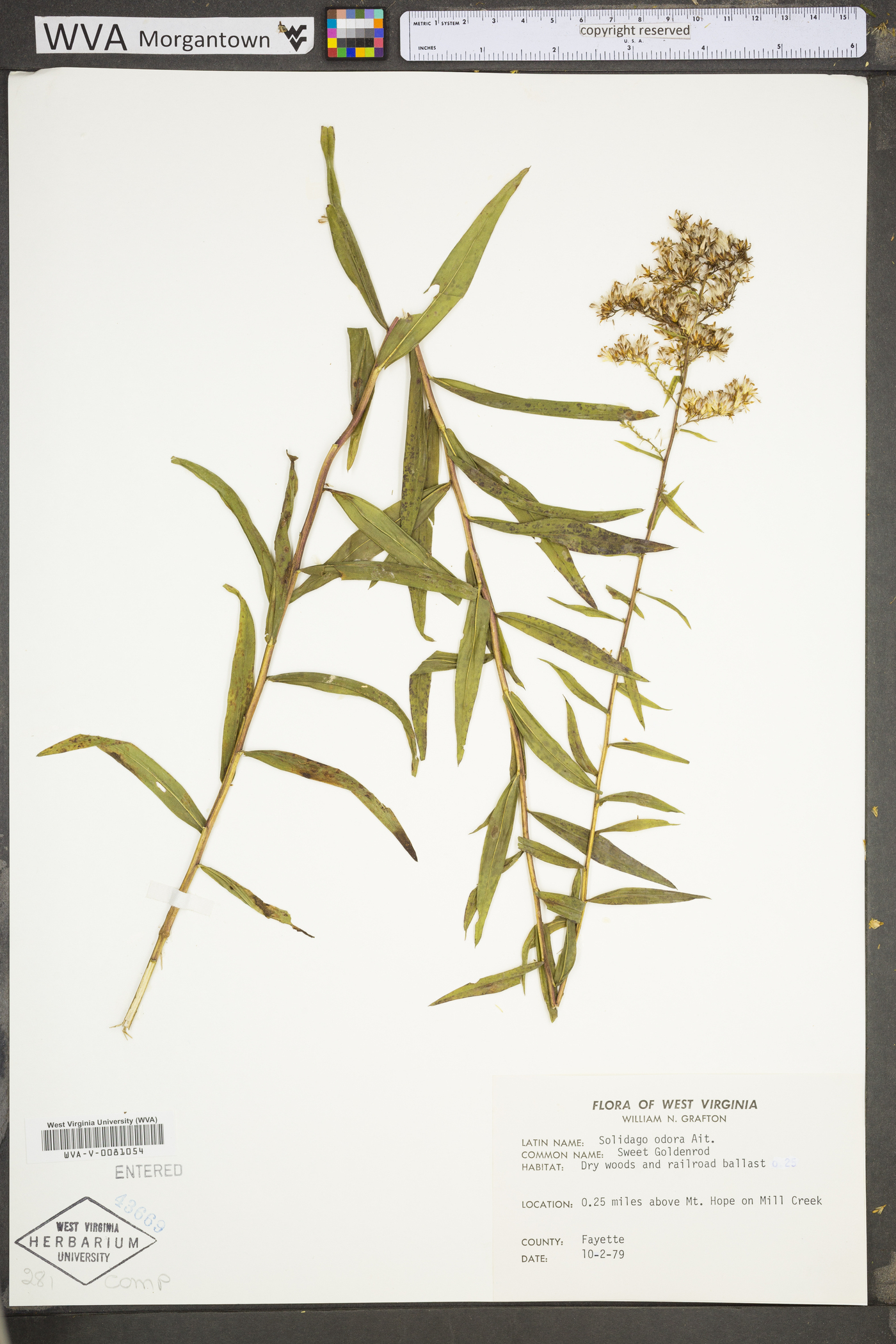 Solidago odora var. odora image