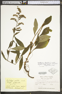 Solidago patula image