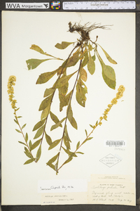 Solidago puberula image