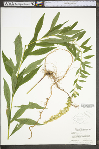 Solidago puberula image