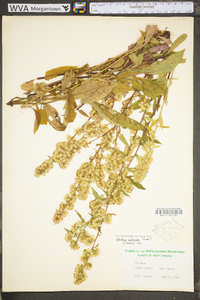 Solidago puberula image