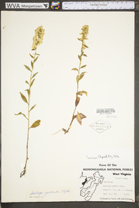 Solidago puberula image