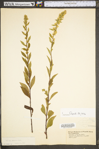 Solidago puberula image