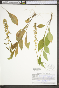 Solidago roanensis image